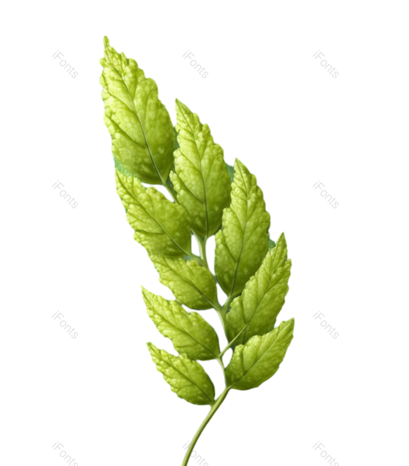 叶子图片,纹理元素,清新PNG,户外免抠素材